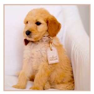 Hollis dog collar and leash